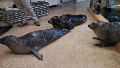 Seals move along a finished flake floor